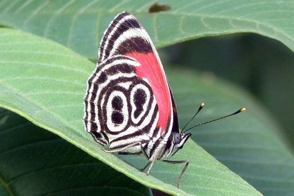 Diaethria clymena (Cramer, 1775)