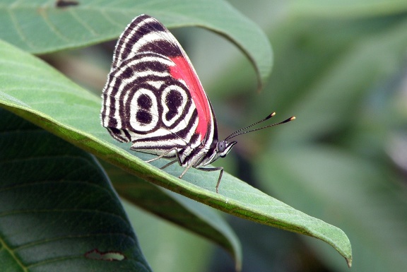 Diaethria clymena (Cramer, 1775)