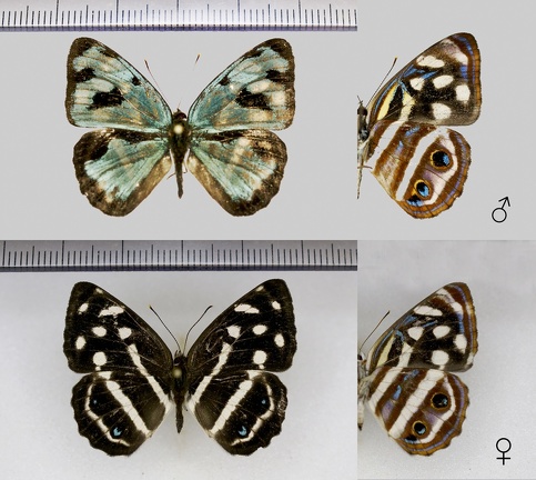 Dynamine postverta (Cramer, 1779)