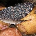 Hamadryas feronia (Linnaeus, 1758)