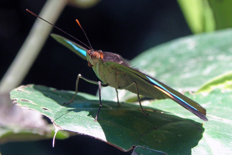 Nessaea batesii magniplaga Röber, 1928