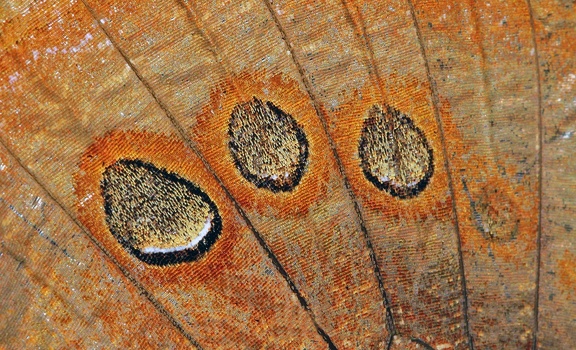 Catoblepia berecynthia (Cramer, 1777)