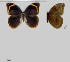 Catoblepia berecynthia (Cramer, 1777)
