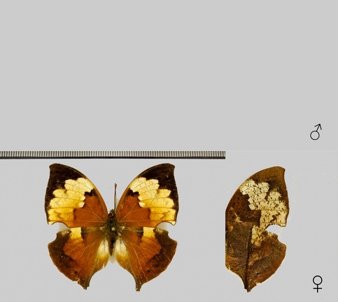 Zaretis itys (Cramer, 1777)