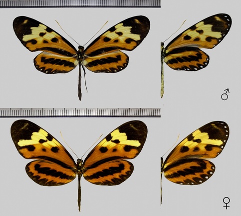 Mechanitis polymnia (Linnaeus, 1758)