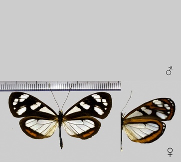 Oleria aegle (Fabricius, 1776)