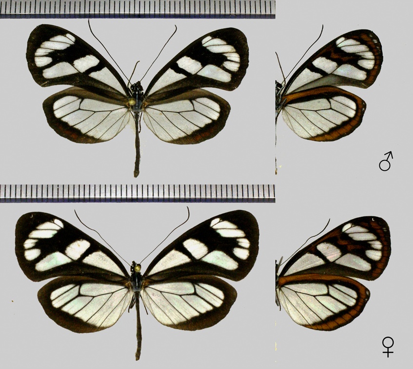 Oleria astrea chloris Lamas & Brévignon, 1993