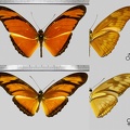 Dryas iulia iulia (Fabricius, 1775)