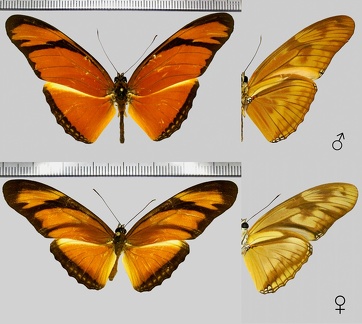 Dryas iulia iulia (Fabricius, 1775)