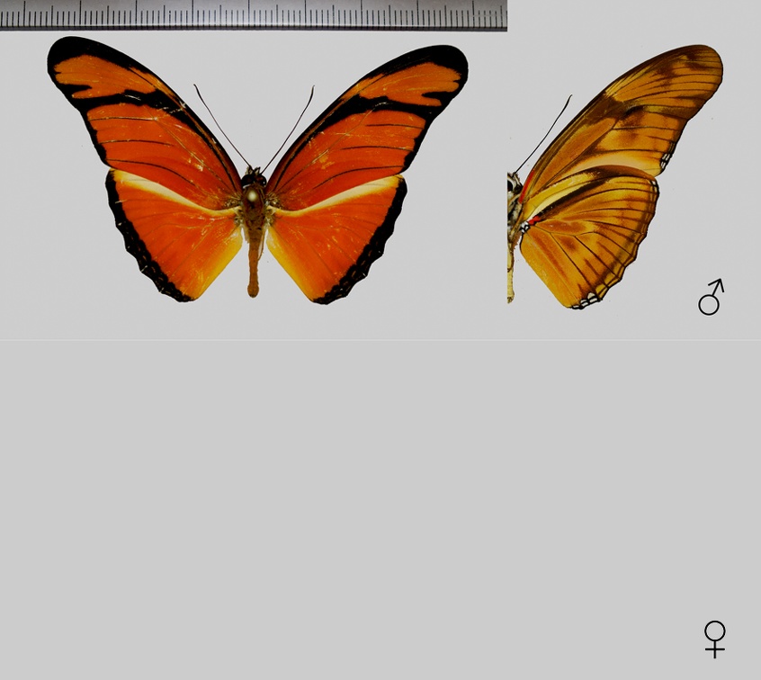 Dryas iulia iulia (Fabricius, 1775)