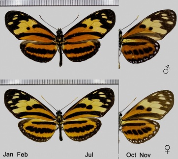 Eueides isabella (Stoll in Cramer, 1781)