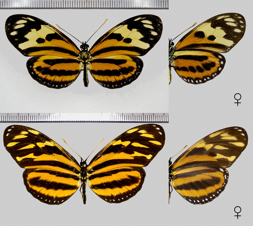 Eueides isabella (Stoll in Cramer, 1781)