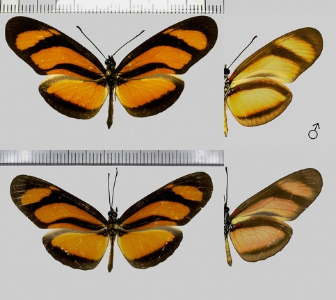 Eueides lybia (Fabricius, 1775)