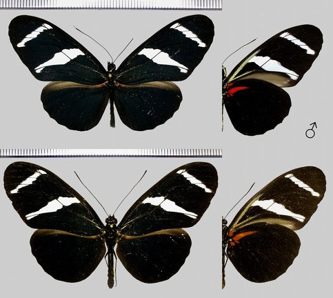 Heliconius antiochus zobeide Butler, 1869