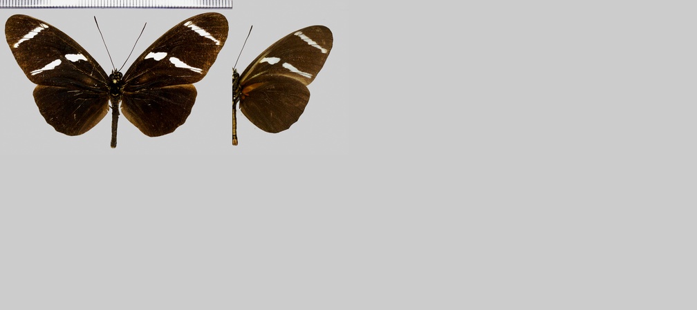 Heliconius antiochus zobeide Butler, 1869