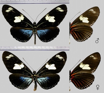 Heliconius doris doris (Linnaeus,1771)