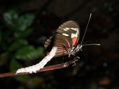 Heliconius erato erato (Linnaeus, 1758)