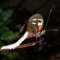 Heliconius erato erato (Linnaeus, 1758)