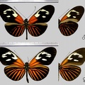 Heliconius erato erato (Linnaeus, 1758)