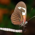 Heliconius erato erato (Linnaeus, 1758)