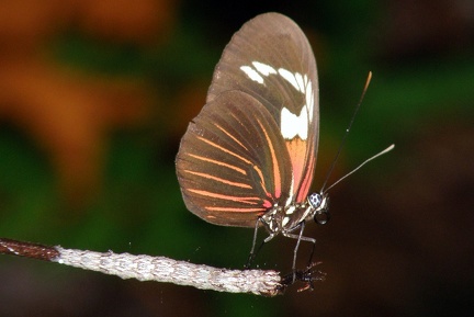 Heliconius erato erato (Linnaeus, 1758)