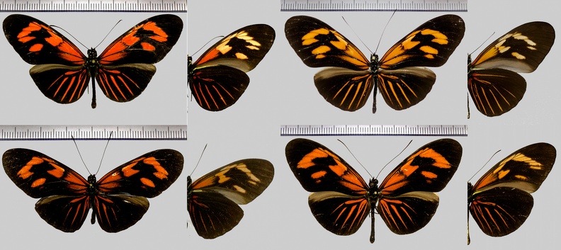 Heliconius erato erato m.andremona (Cramer 1780)