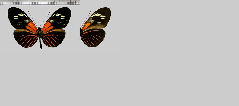 Heliconius-erato-erato-m.fuliginosa-(Riffarth-1907).jpg