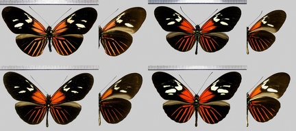 Heliconius erato erato m.leda (Staudinger 1896)