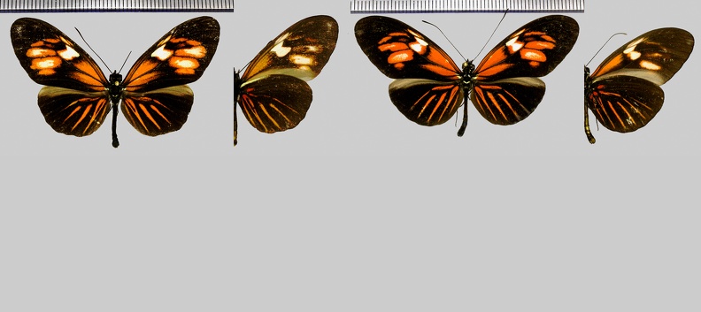 Heliconius erato erato m.roseoflava (Neustetter 1926)