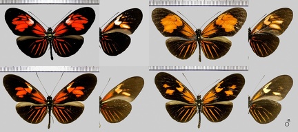 Heliconius erato erato m.udalrica (Cramer 1780)