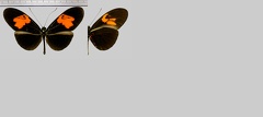 Heliconius erato hydara Hewitson, 1867