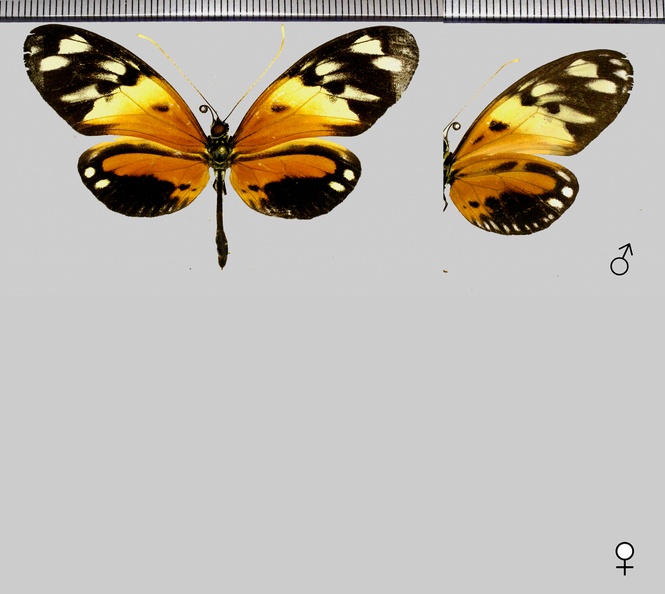 Heliconius-numata-silvana-(Stoll,1781).jpg