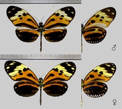 Heliconius numata numata (Cramer,1780)