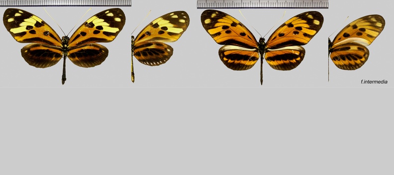 Heliconius-numata-numata-(Cramer,1780)-Variations.jpg