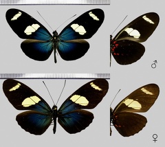 Heliconius sara thamar (Hübner, 1806)