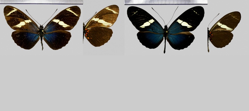 Heliconius-sara-thamar-(Hübner,-1806)-1.jpg