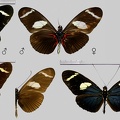 Heliconius wallacei flavescens Weymer, 1890