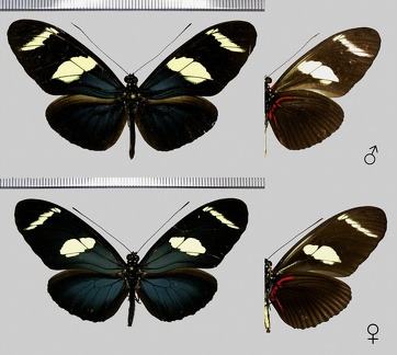 Heliconius wallacei flavescens Weymer, 1890