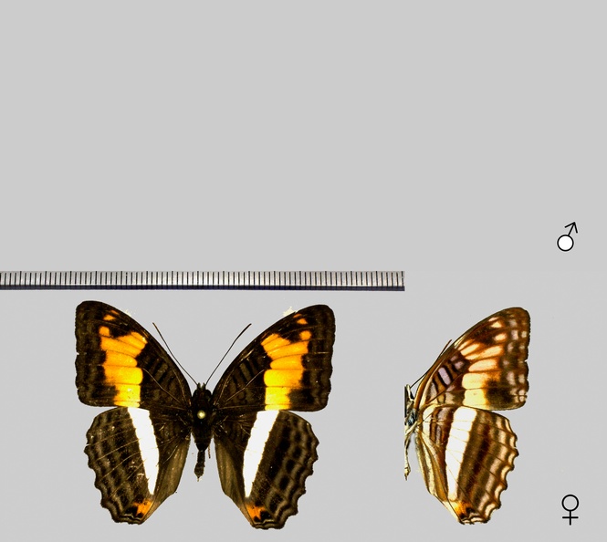 Adelpha-capucinus-Willmott,-2003.jpg