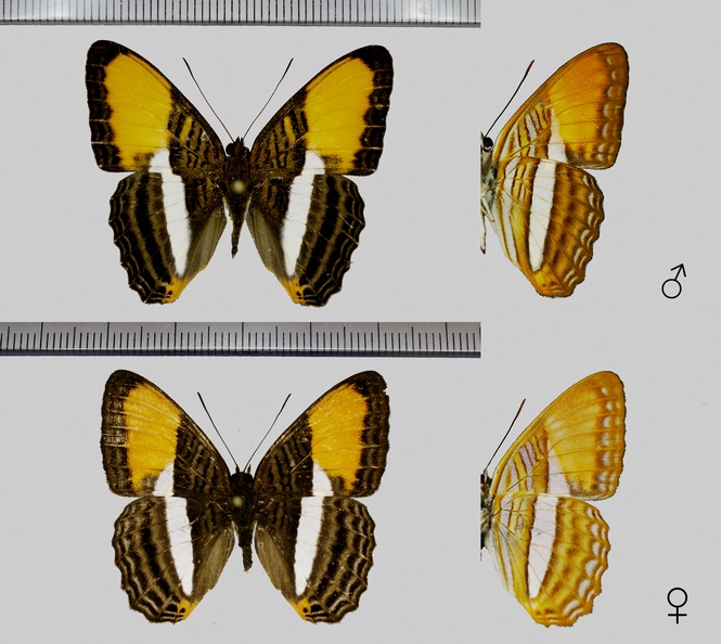 Adelpha-cytherea-(Linnaeus,-1758).jpg