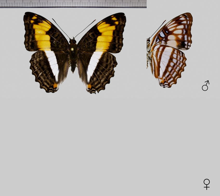 Adelpha erotia (Hewitson, 1847)