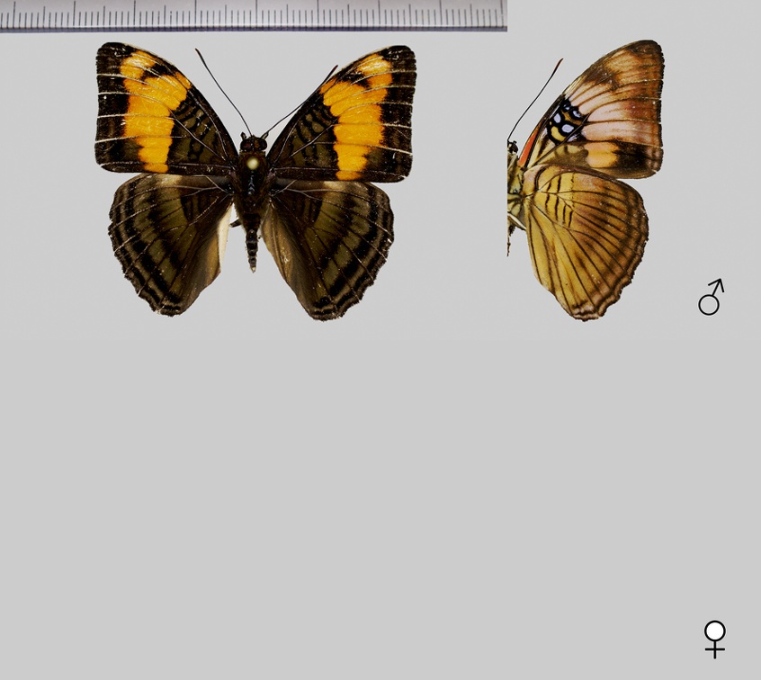 Adelpha mesentina (Cramer, 1777)