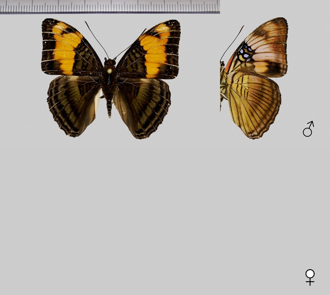 Adelpha-mesentina-(Cramer,-1777).jpg