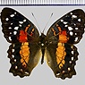 <!--hidden-->Anartia amathea (Linnaeus, 1758)