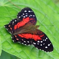 Anartia amathea (Linnaeus, 1758)