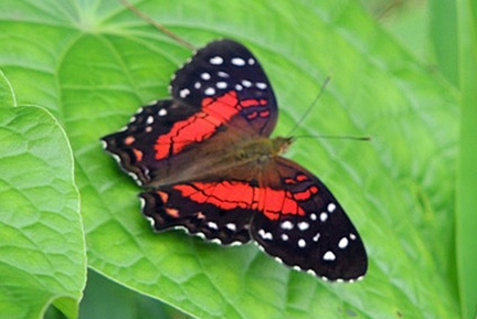 Anartia amathea (Linnaeus, 1758)