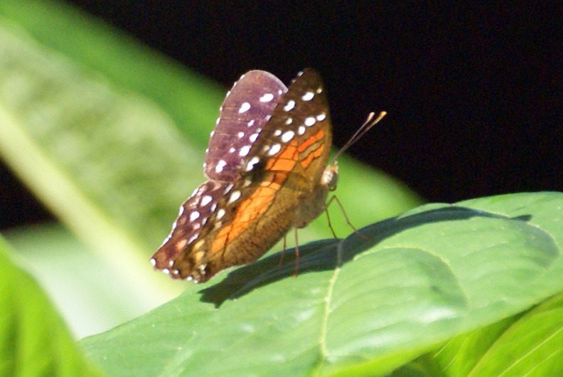 Anartia amathea (Linnaeus, 1758)