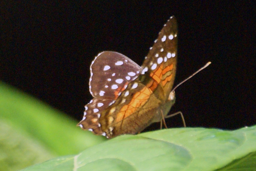 Anartia amathea (Linnaeus, 1758)