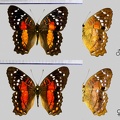 Anartia amathea (Linnaeus, 1758)