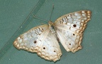 Anartia jatrophae (Linnaeus, 1763)